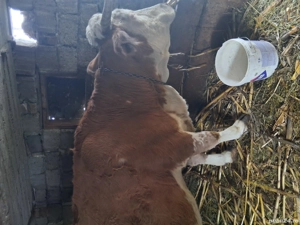 Vacă bălțată Românească de vinzare