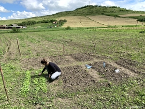 Teren în Borșa intravilan si extravilan  - imagine 6