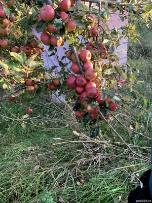 Teren în Borșa intravilan si extravilan  - imagine 7