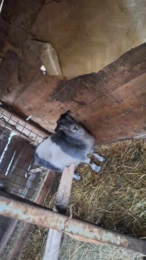 Vand o miala , 2 capre gestante 