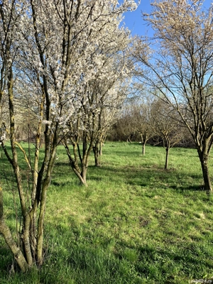 Teren în Borșa intravilan si extravilan  - imagine 8