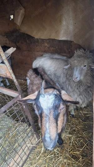 Vand o miala , 2 capre gestante  - imagine 2