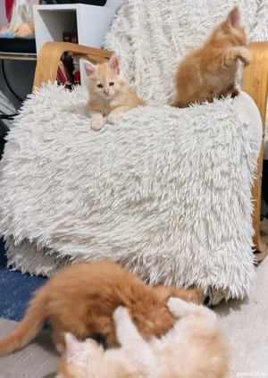 Baieteli Maine Coon  - imagine 3