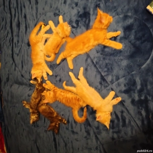 Baieteli Maine Coon  - imagine 4