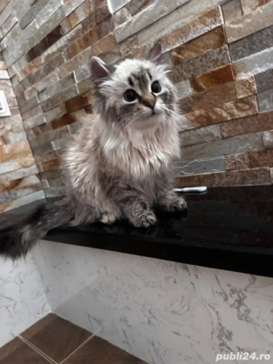 vând pui british longhair - imagine 2
