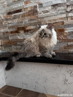 vând pui british longhair - imagine 3