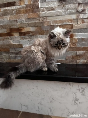 vând pui british longhair