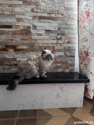 vând pui british longhair - imagine 5