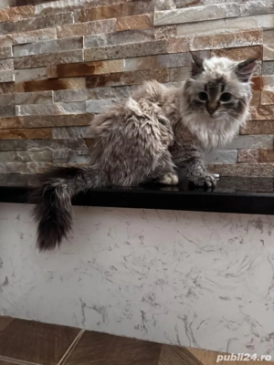 vând pui british longhair - imagine 4