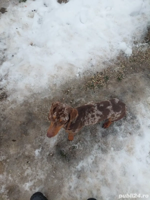 mascul teckel - imagine 2