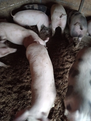 Soldani frumosi  - imagine 2