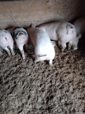 Soldani frumosi  - imagine 3