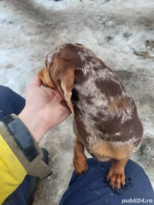 mascul teckel - imagine 3