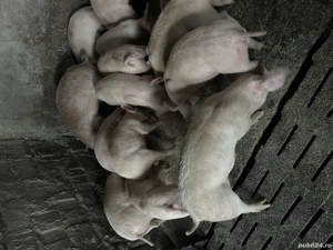 Soldani de la 20 la 50 de kg  - imagine 4