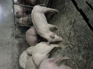 Soldani de la 20 la 50 de kg  - imagine 3