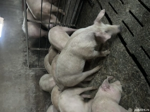 Soldani de la 20 la 50 de kg 