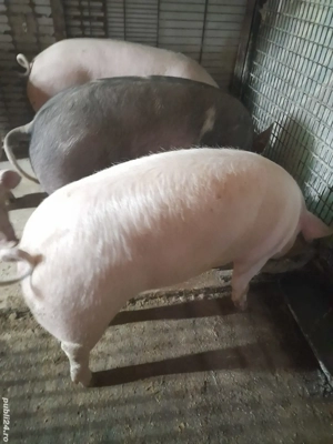 Vind porci de taiat  rasa de carne.  - imagine 2