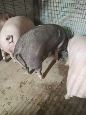 Vind porci de taiat  rasa de carne.  - imagine 4