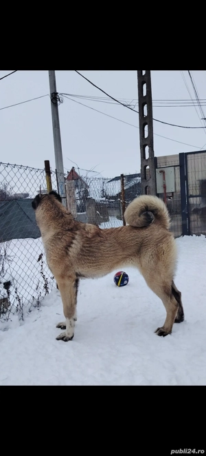 Femela kangal șapte luni - imagine 2