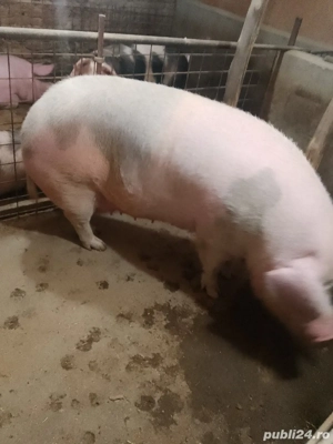 vând scroafa de tăiat  - imagine 2