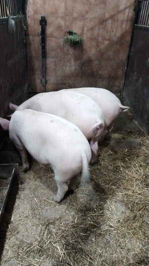 Porci de Vanzare