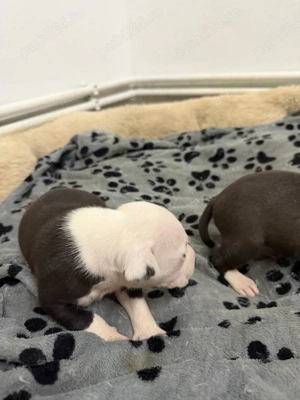 American Staffordshire Terrier (Amstaff) - imagine 3