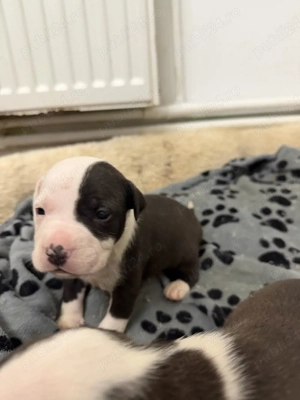 American Staffordshire Terrier (Amstaff) - imagine 2