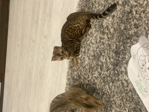 Pui de pisică bengal - imagine 2