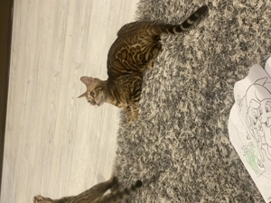 Pui de pisică bengal - imagine 3