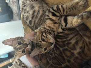 Pui de pisică bengal - imagine 5