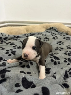 American Staffordshire Terrier