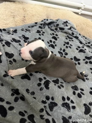 American Staffordshire Terrier - imagine 2