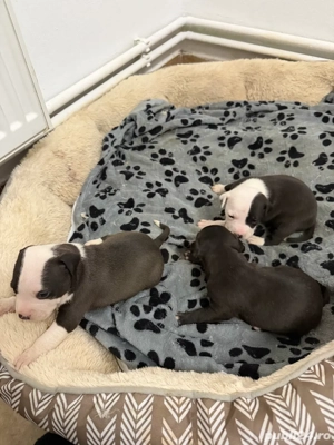 American Staffordshire Terrier - imagine 3