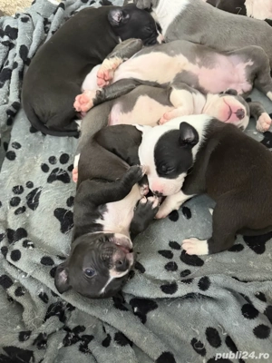 American Staffordshire Terrier (Amstaff) - imagine 2