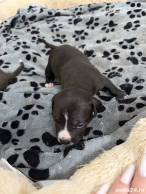 American Staffordshire Terrier (Amstaff) - imagine 3