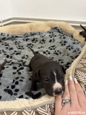 American Staffordshire Terrier (Amstaff)