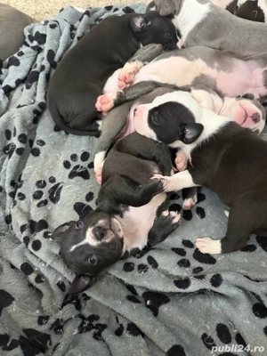 American Staffordshire Terrier (Amstaff) - imagine 4