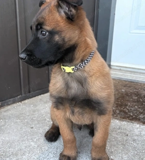 Fetita malinois - imagine 2