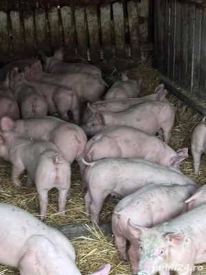 vând 19 purcei 12 săptămâni ,Rasa de calitate Marele Alb &Landrace, 25-27  kg (masculi castraţi)