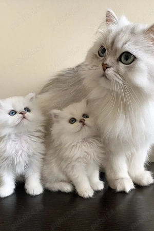 Puiuți Pisica Persana Chinchilla 