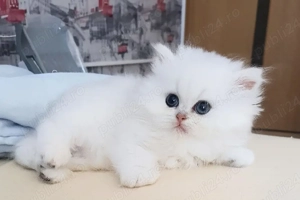 Puiuți Pisica Persana Chinchilla  - imagine 3