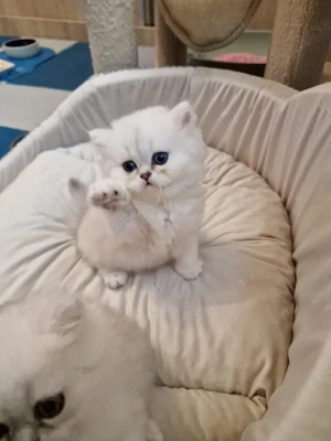 Puiuți Pisica Persana Chinchilla  - imagine 2
