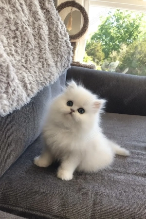 Puiuți Pisica Persana Chinchilla  - imagine 4