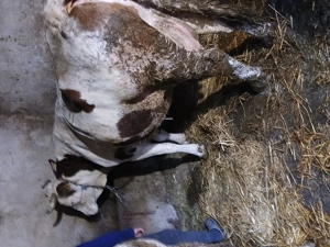 Vaci de vanzare - imagine 2