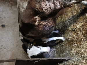 Vaci de vanzare - imagine 4