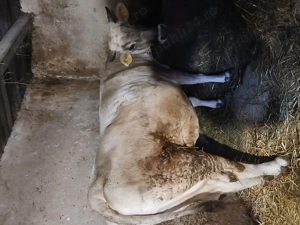 Vaci de vanzare - imagine 5