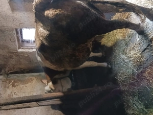 Vaci de vanzare - imagine 3