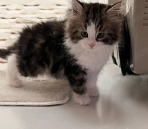 Siberiană de Pădure 