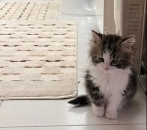 Siberiană de Pădure  - imagine 2