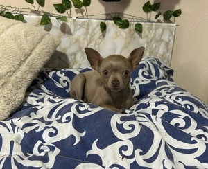 Vand Schimb Chihuahua - imagine 3